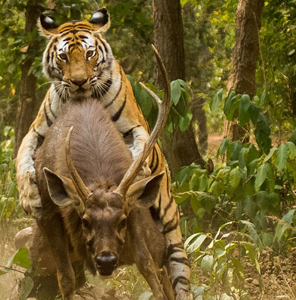 bandhavgarh